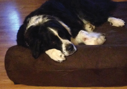 large dog on a bed